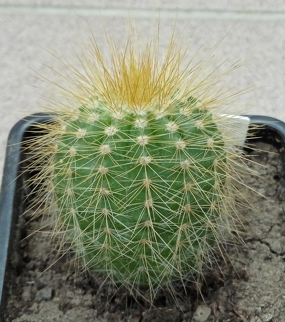 Notocactus warasii